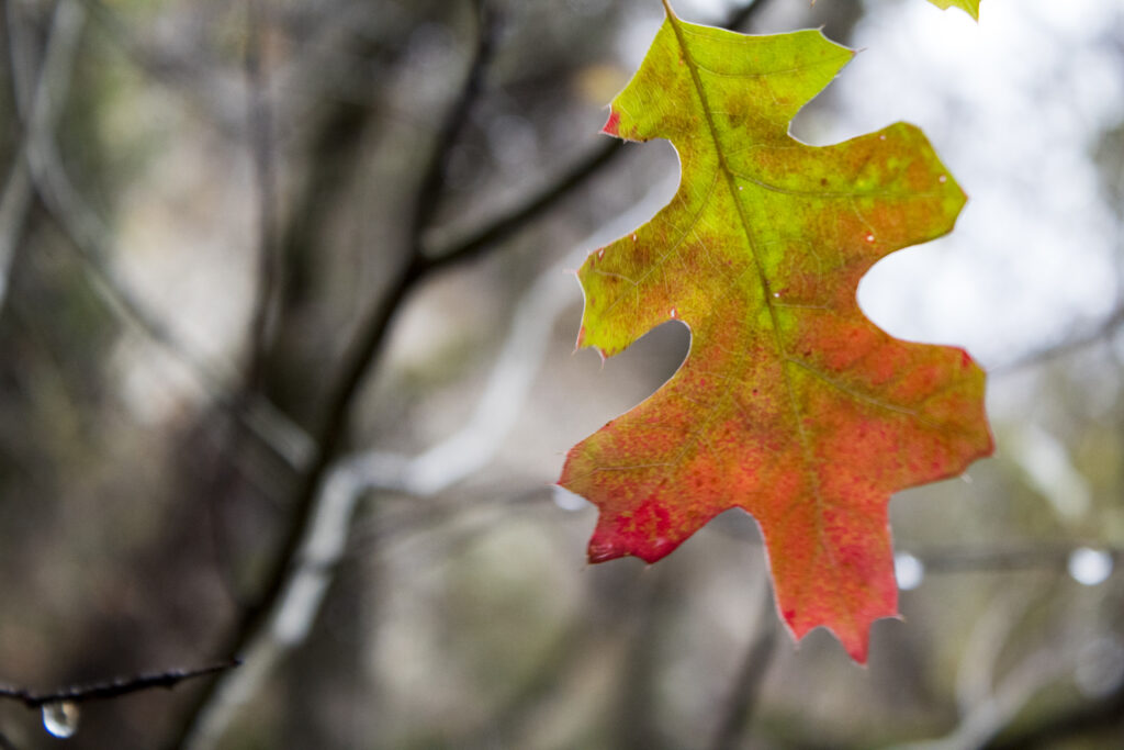 Leaf turning from green to orange during the fall season on a cold wet day in the woods.
