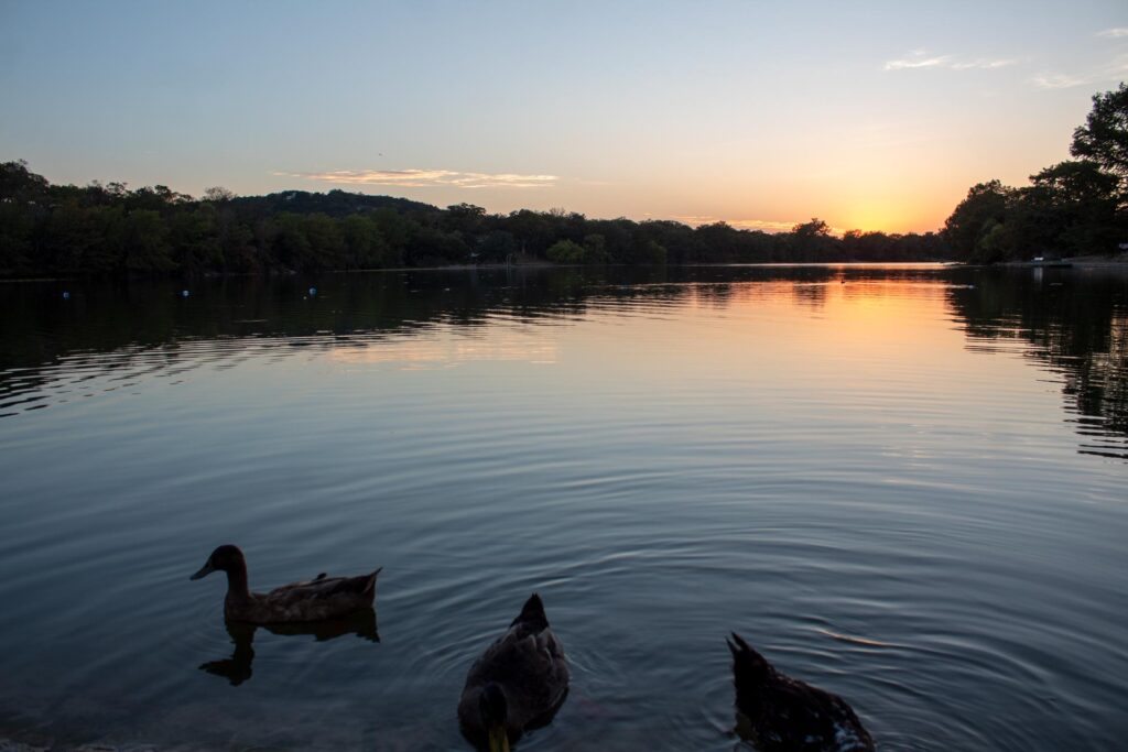 Sunset at New Ingram Dam with ducks in water