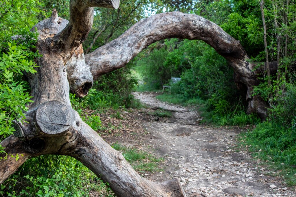 strange tree trunk over path