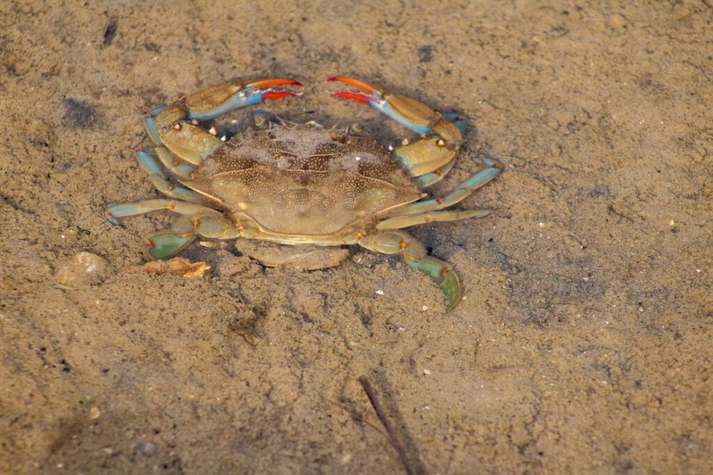 crab at Mustang Island