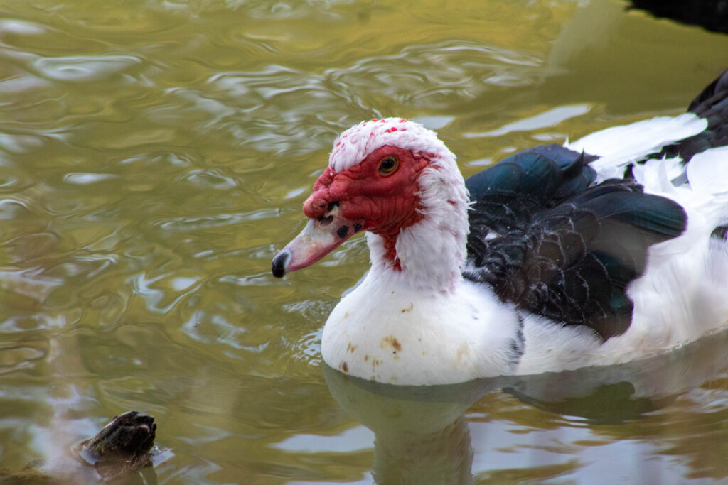 duck in medina river